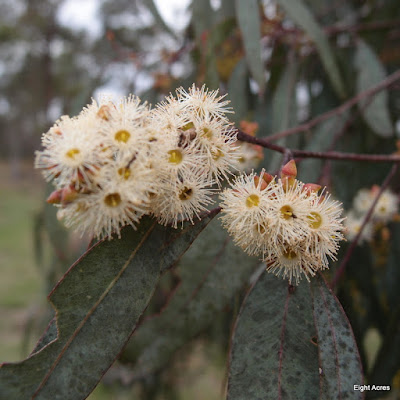 eight acres: Holistic management - part 4: ecosystem Processes