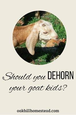 Should you dehorn your goat kids? Why my goats don't have horns.