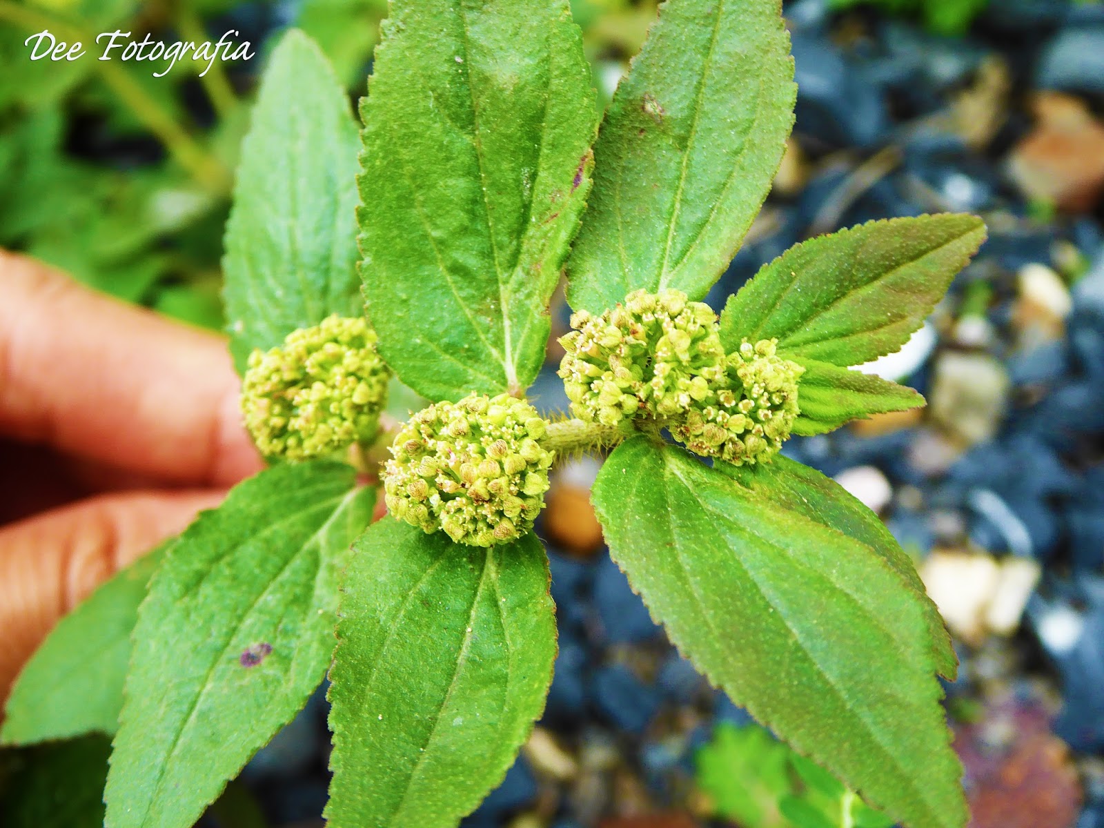 HERBAL MEDICINE February 2011