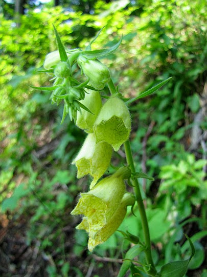 Naparstnica zwyczajna (Digitalis grandiflora Mill.)