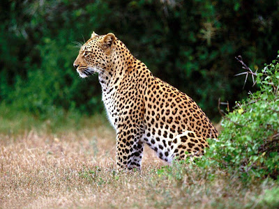 Lovely-Cheetah