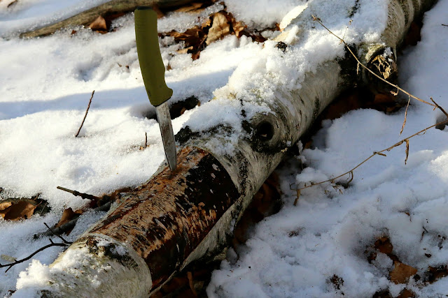 birch bark