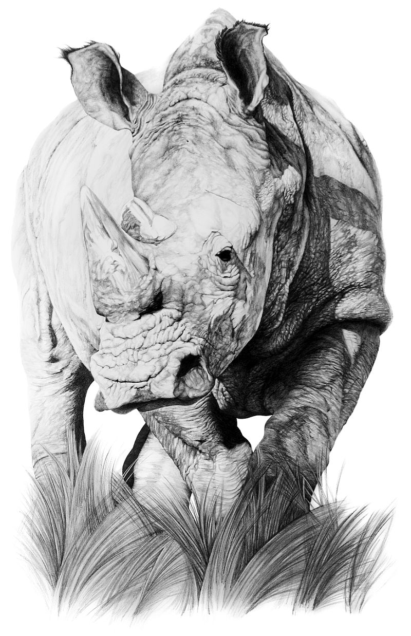 El Hurgador [Arte en la Red]: Rinocerontes (LXXXIII) - Dibujo / Drawing