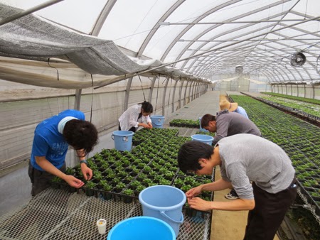 千葉大学 花卉 苗生産ブログ ビオラも挿し芽ができる