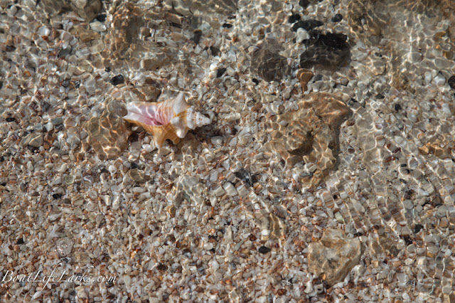 Shells on Long Island beach, Bahamas