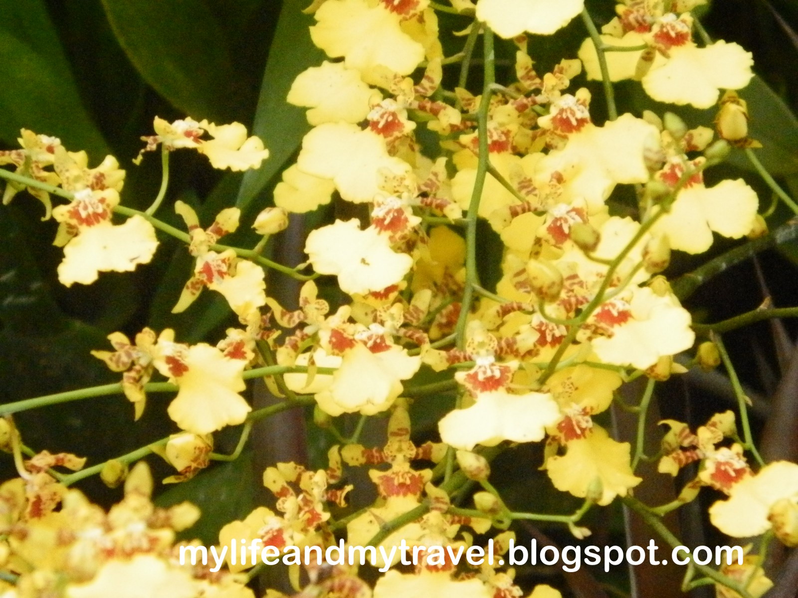 My Life and My Travel Los Baños Flower and Garden Show Oct. 5 14, 2012