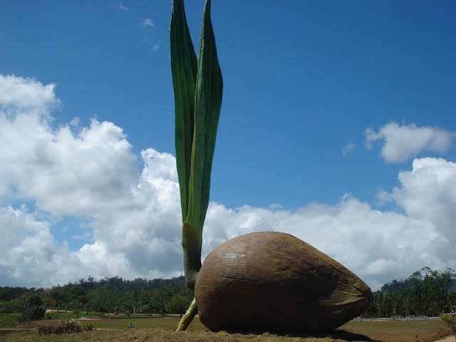 Pohon kelapa menjulang ke atas yang memiliki arti anggota pramuka memiliki