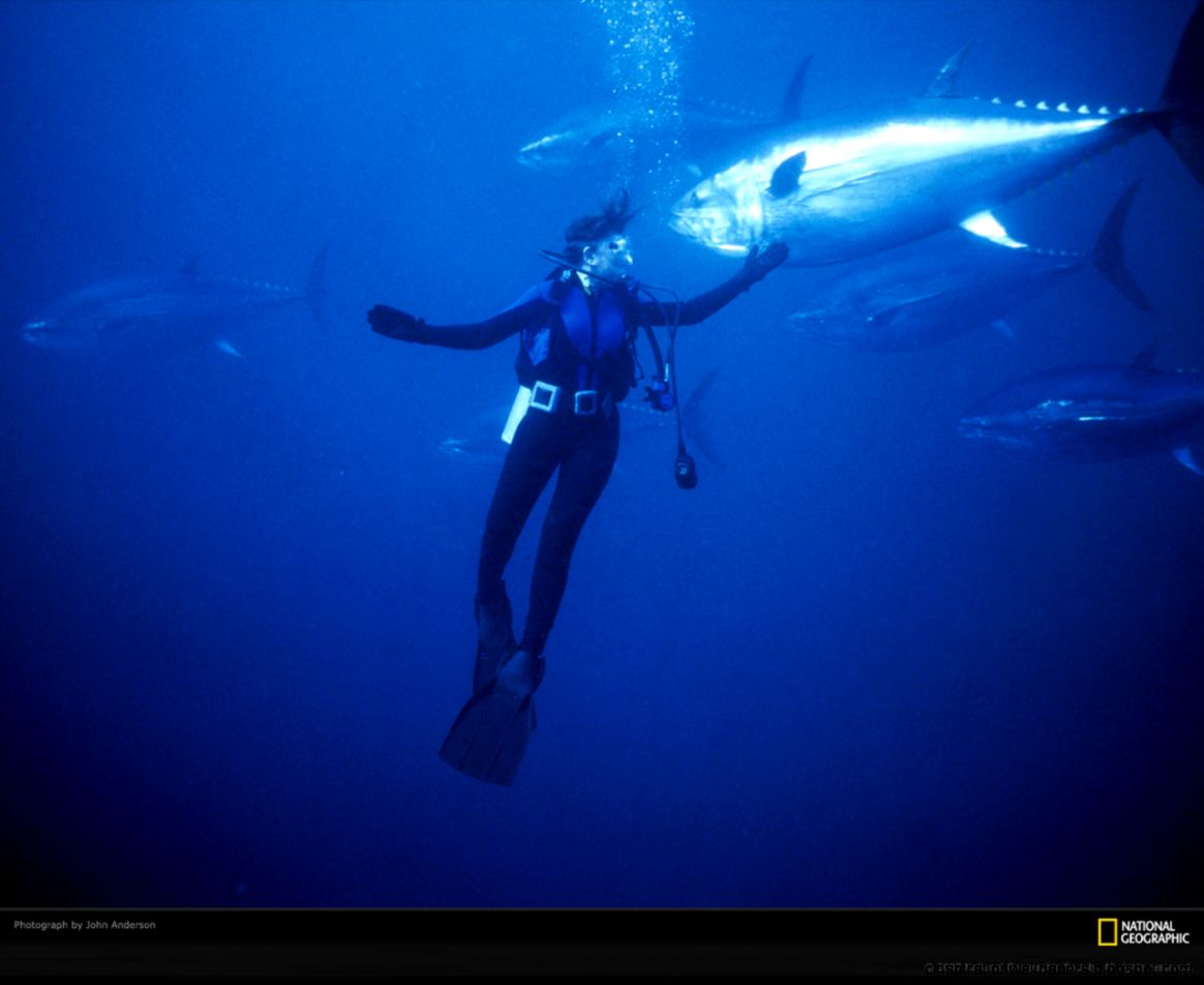 Atlantic Bluefin Tuna