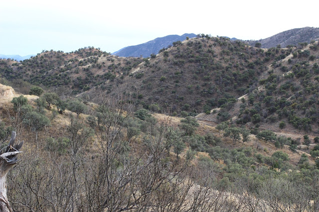 Guided%2BCoues%2BDeer%2BHunts%2Bin%2BSonora%2BMexico%2Bwith%2BJay%2BScott%2Band%2BDarr%2BColburn%2BDIY%2Band%2BFully%2BOutfitted%2B38.JPG