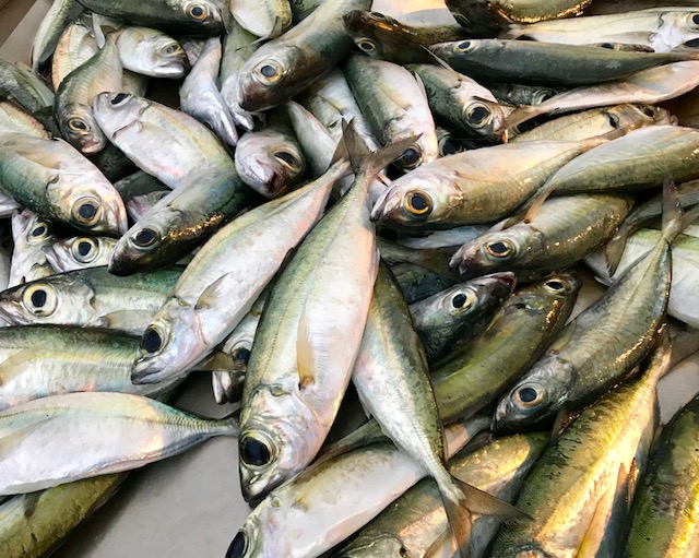 Red Sea Ocean Adventures Fishing 2019