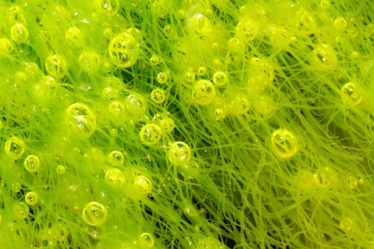 Tumbuhan Thallophyta Tumbuhan Thallophyta