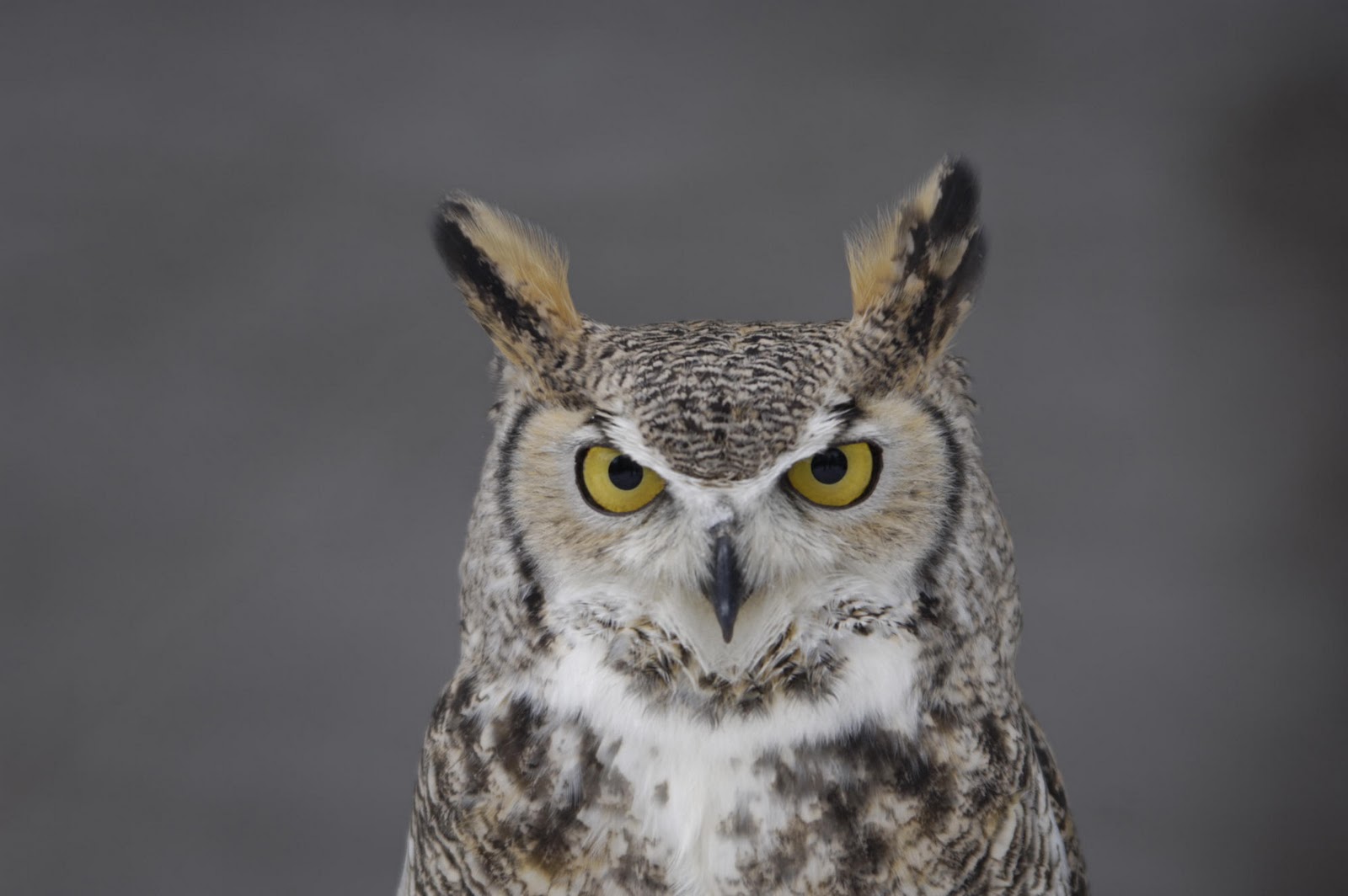 What Color Is A Great Horned Owl