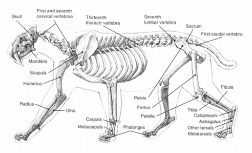 Какие особенности внешнего строения тигра. Скелет тигра строение. Скелет пояса верхних конечностей у тигра. Внутреннее строение тигра. Анатомия тигра скелет.