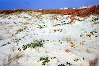 Ipomoea imperati on the beach in Texas