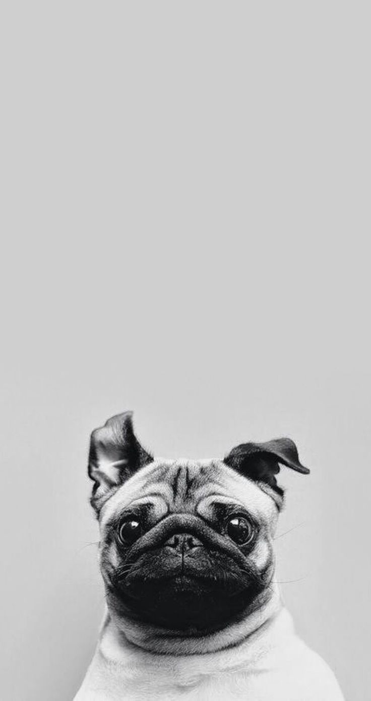 iPhone and Android Wallpapers: Pug Dogs iPhone Wallpaper