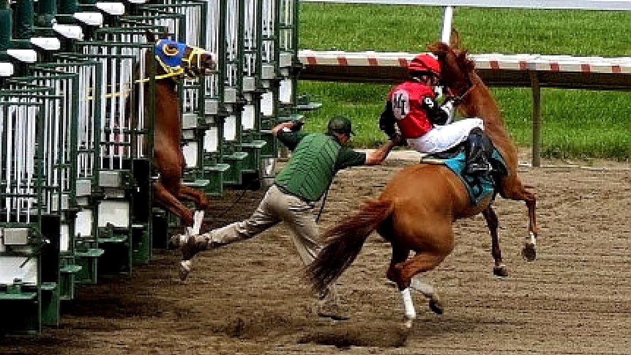 Starting Gate Horse Racing Horse Choices