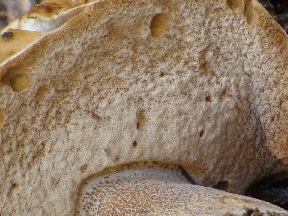 Boletus reticulatus DSC25898
