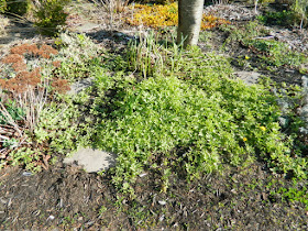 Toronto Birch Cliff spring garden cleanup goutweed removal before by Paul Jung Gardening Services Inc