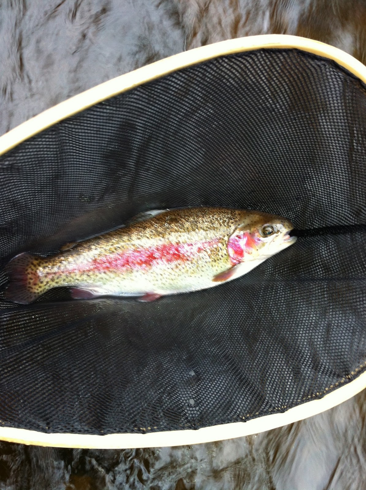 Quinapoxet River Fly Fishing 2013