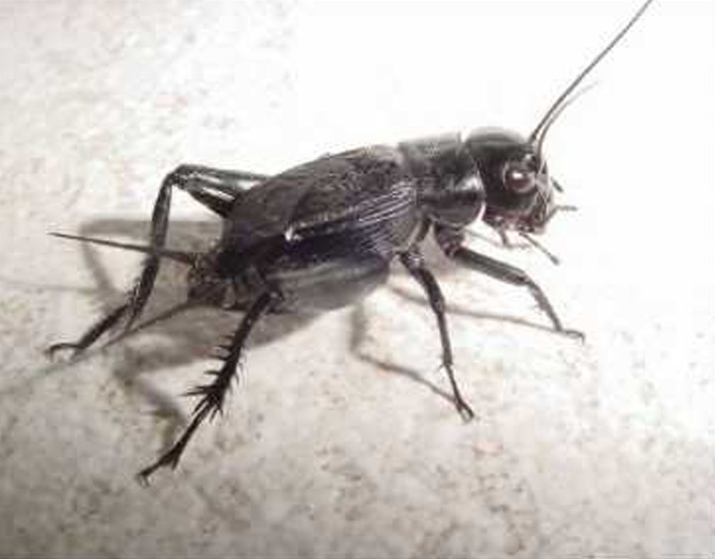 Cricket (insect) Understanding and definition of Cricket (Insect) Of livestock Cricket