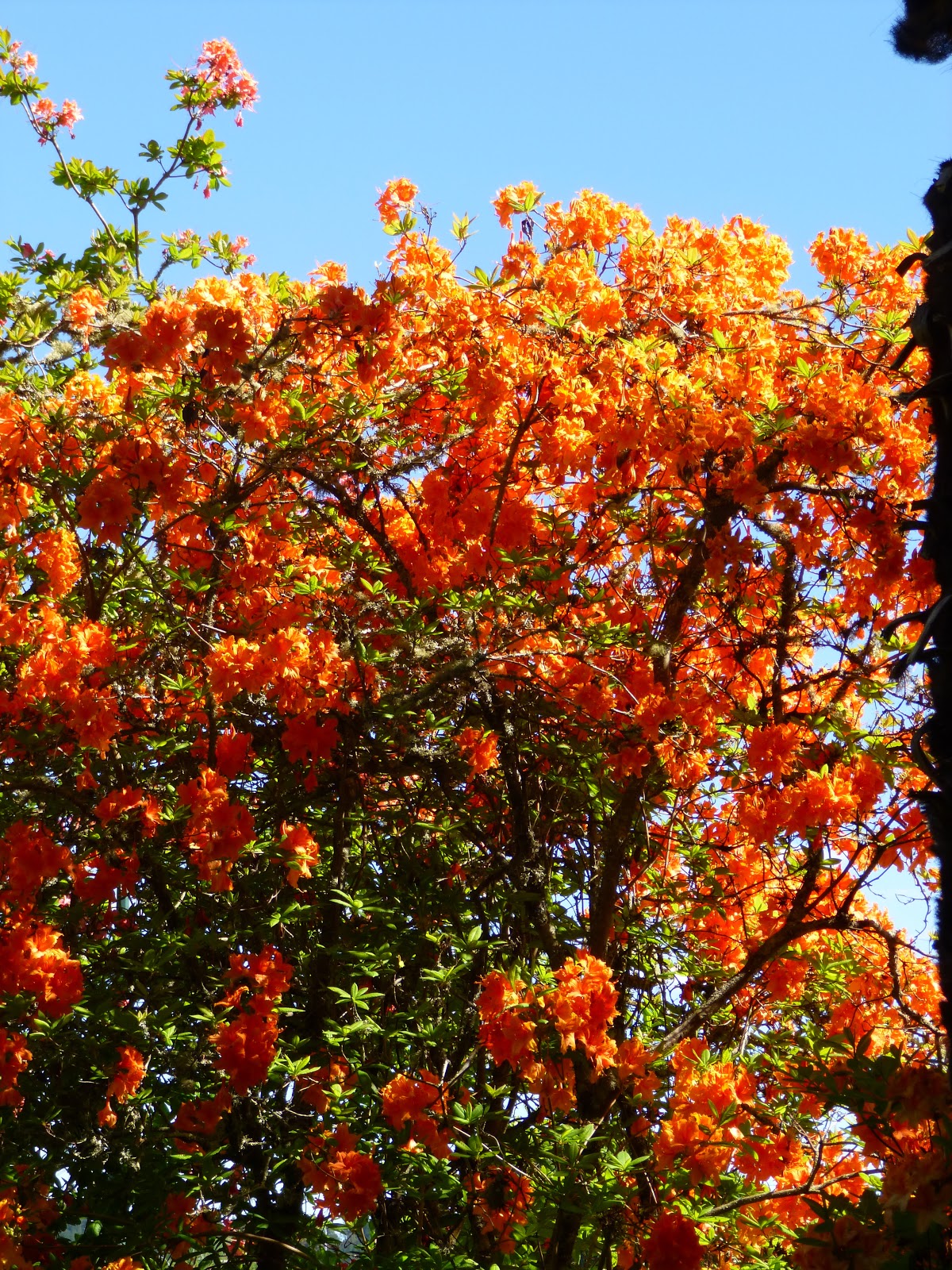 Our New Zealand Adventures: SPRING TIME IN NEW ZEALAND