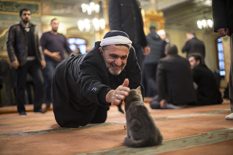 Image result for Masjid Kucing di Turki, Jamaah Ibadah Bareng dengan Kucing