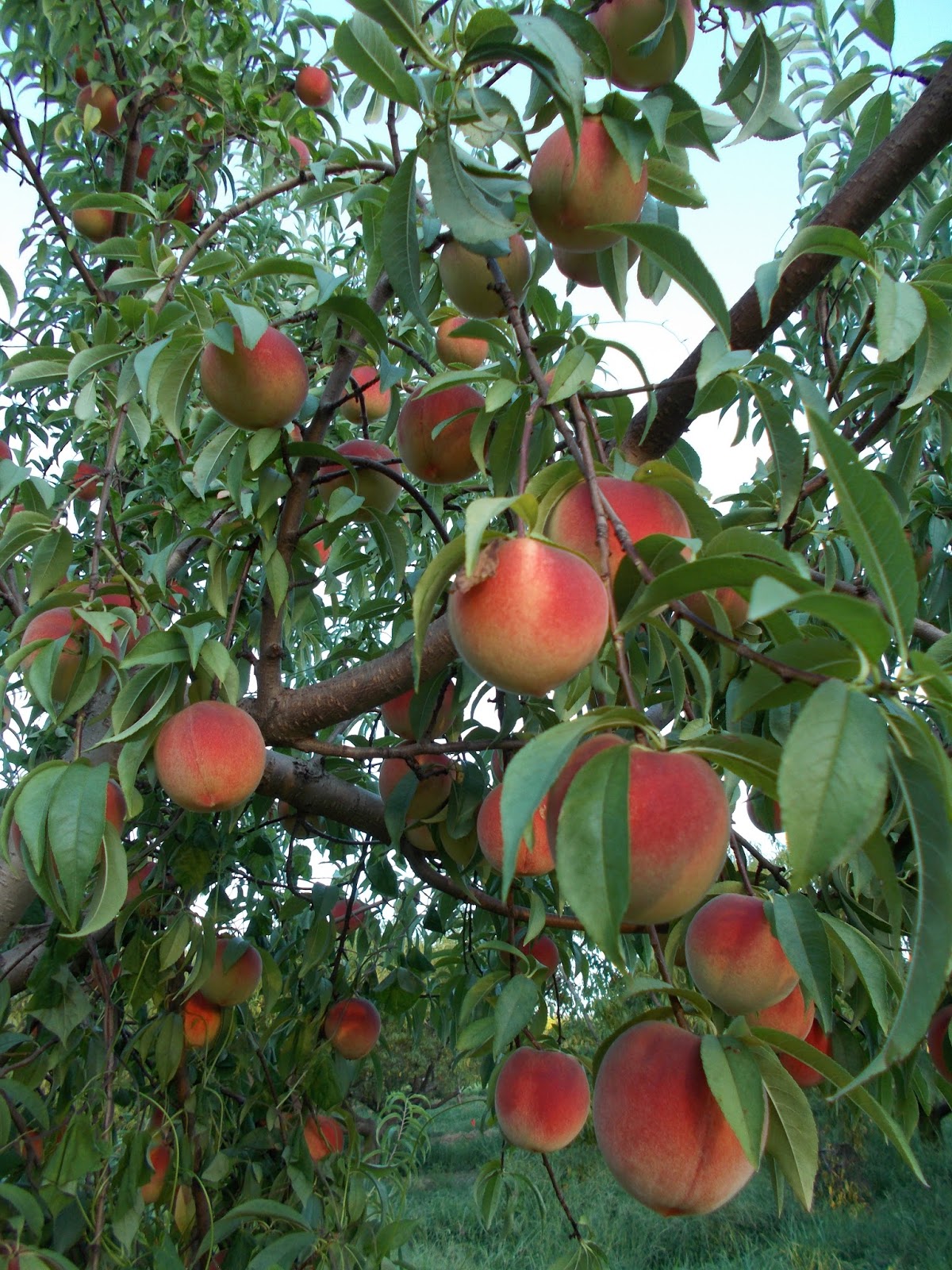 Brenda's Berries & Orchards: Peach Harvest Continues
