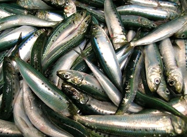 south american pilchard fish, about south american pilchard fish, south american pilchard fish appearance, south american pilchard fish breeding, south american pilchard fish breed facts, south american pilchard fish color, south american pilchard fish characteristics, south american pilchard fish color varieties, south american pilchard fish eggs, south american pilchard fish facts, south american pilchard fish for food, south american pilchard fishmeal, south american pilchard fish history, south american pilchard fish catches, south american pilchard fish total catches, south american pilchard fish info, south american pilchard fish images, south american pilchard fish lifespan, south american pilchard fish origin, south american pilchard fishphotos, south american pilchard fish pictures, south american pilchard fish rarity, south american pilchard fish size, south american pilchard fish uses, south american pilchard fish varieties, south american pilchard fish weight, south american pilchard fish body length, Spotlined Sardine, Smig, Sardina, Pilchard, Picton Herring, Pacific Sardine, Pacific American Sardine, Mulies, Japanese Pilchard, Chilean Sardine, California Sardine, Chilean Pilchard, California Pilchard, Blue Pilchard, Blue-bait, Australian Pilchard, South American Pilchard