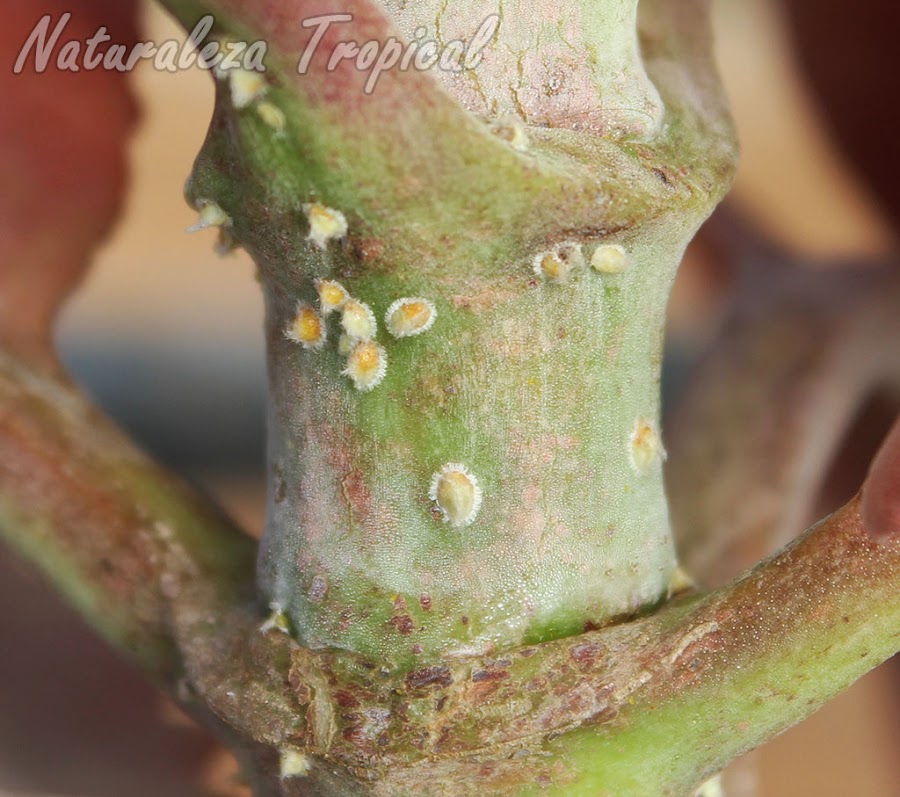 Cochinillas sobre el tallo de la planta suculenta Orejas de Burro, Kalanchoe gastonis-bonnieri