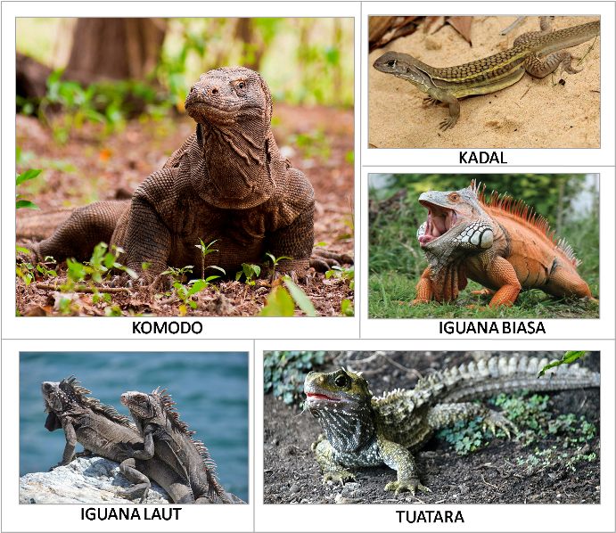 54+ Gambar Macam Macam Hewan Reptil, Inspirasi Terbaru Untuk Kamu!