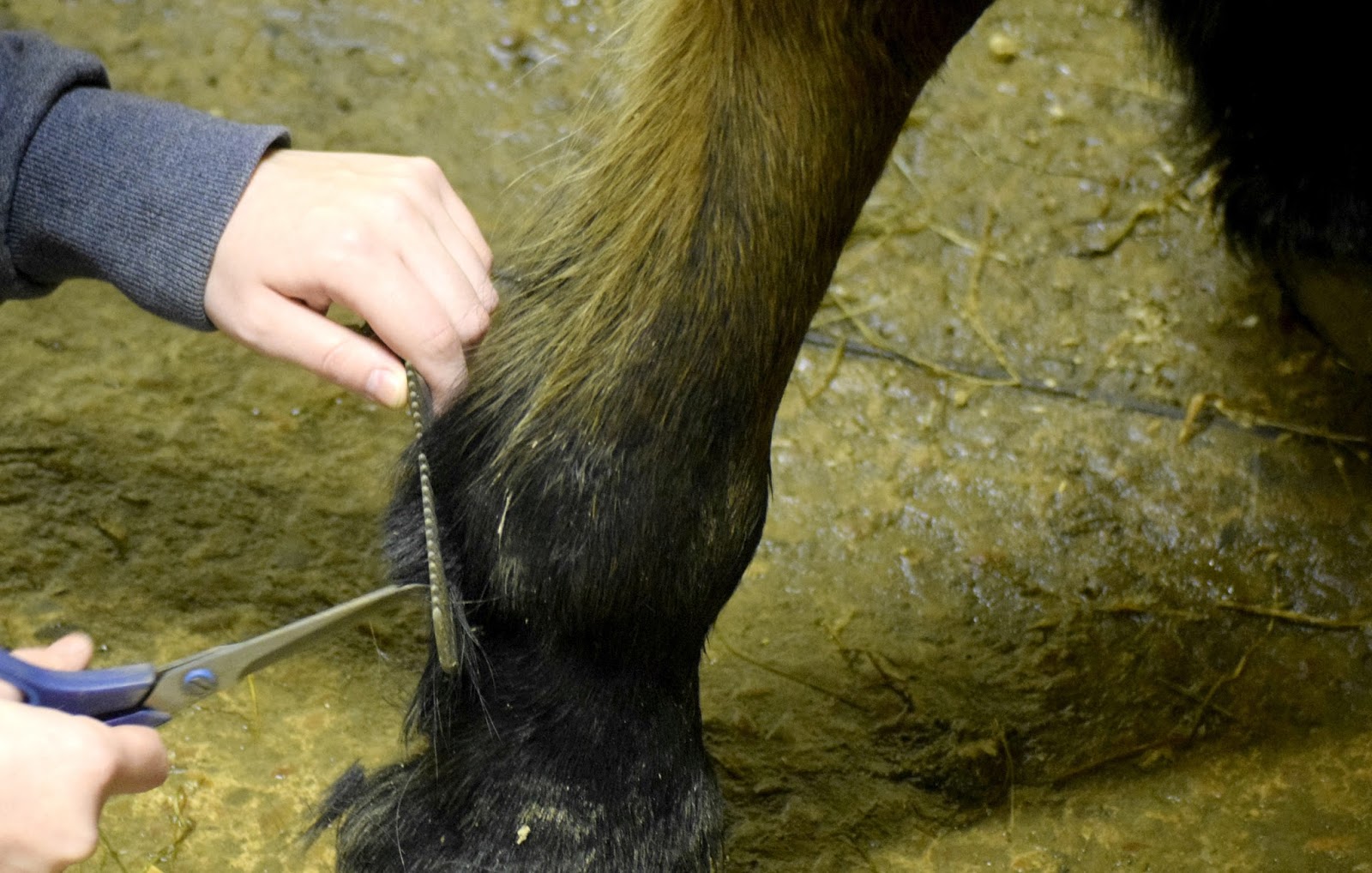 5 Steps To Trim Your Horse For A Show! The Rider's Reins