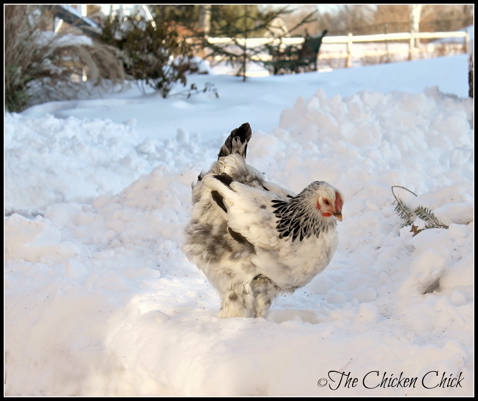 The Chicken Chick® Surviving Winter with Chickens