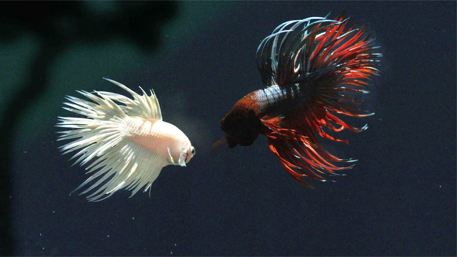 BETTA FISH photos - wallpapers (ανανεωμένο) | the fun bank