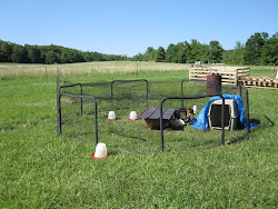 trampoline frame recycle repurpose reuse chickens goat chicken frames pen recycled coop trampolines creek authentic living into perfect backyard idea