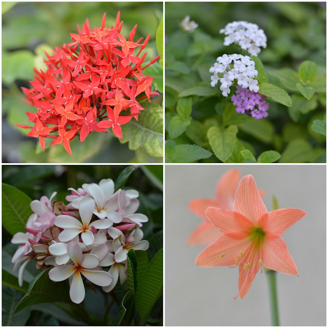 a collage of flowers