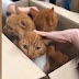 See moment 11 abandoned cats were cut out of sealed cardboard boxes (video)