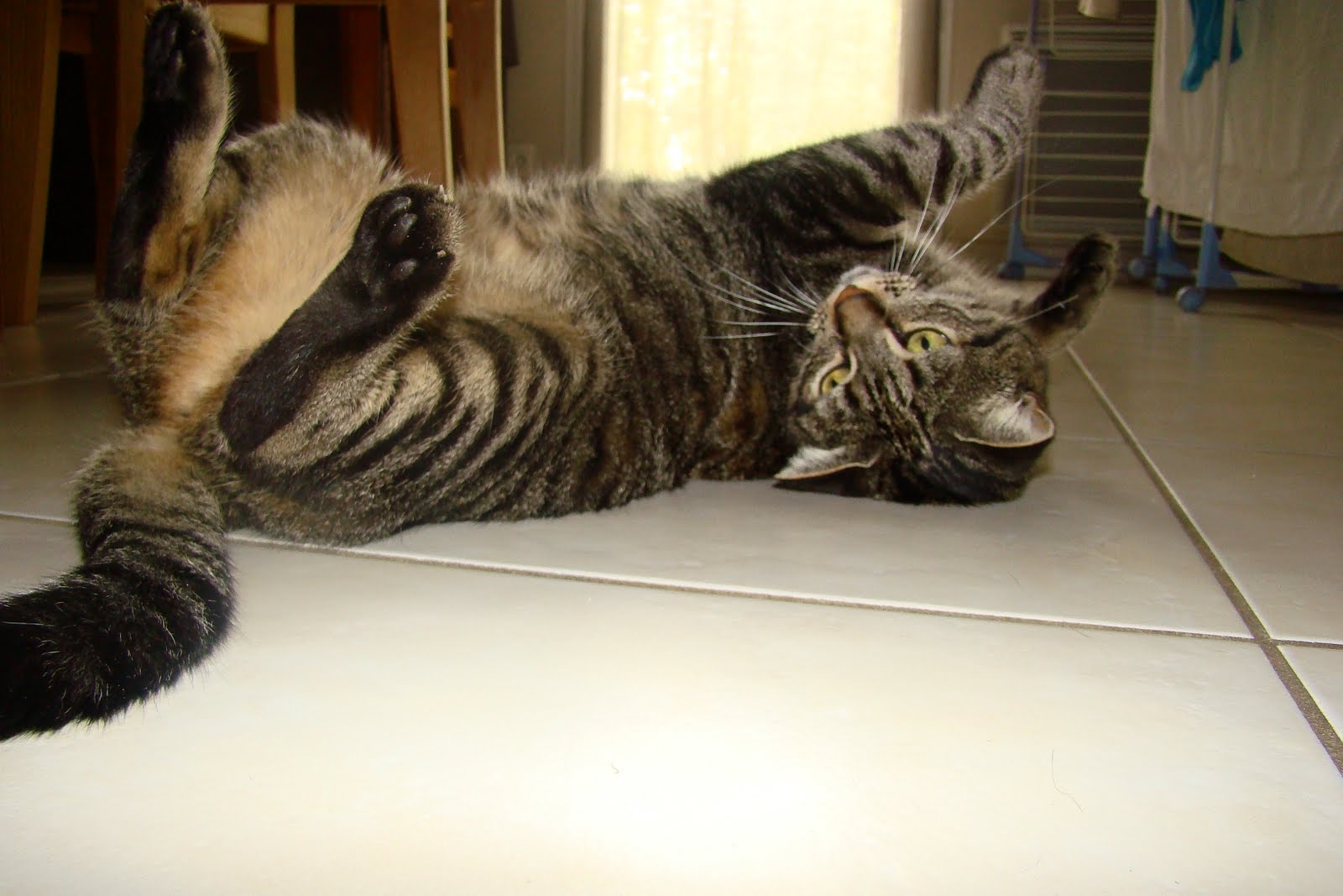Mon Chat Se Roule Par Terre Quand Il Me Voit