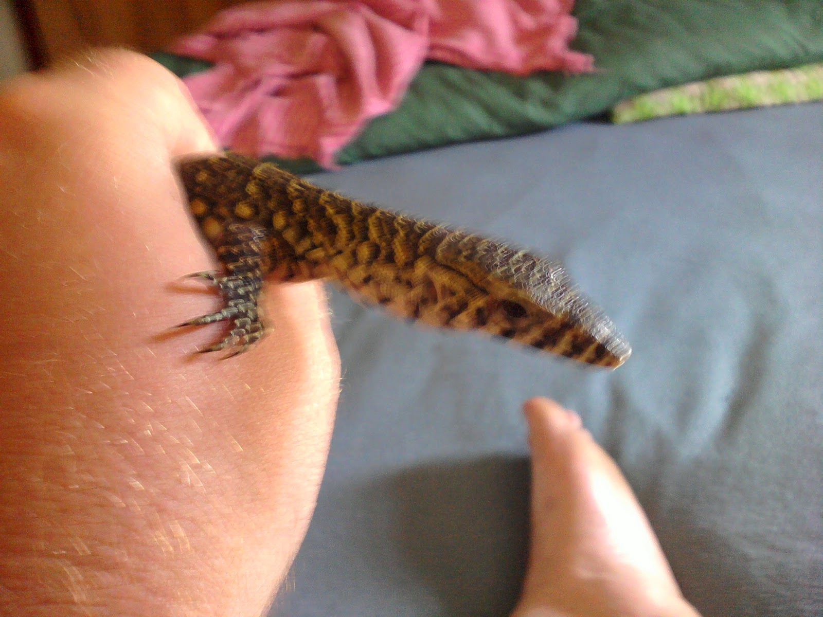 From Paws to Claws Reptile Neglect Is the abuse Overlooked?