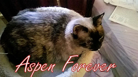 Aspen Forever