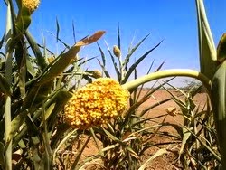 الذرة طعام الثقافة السودانية