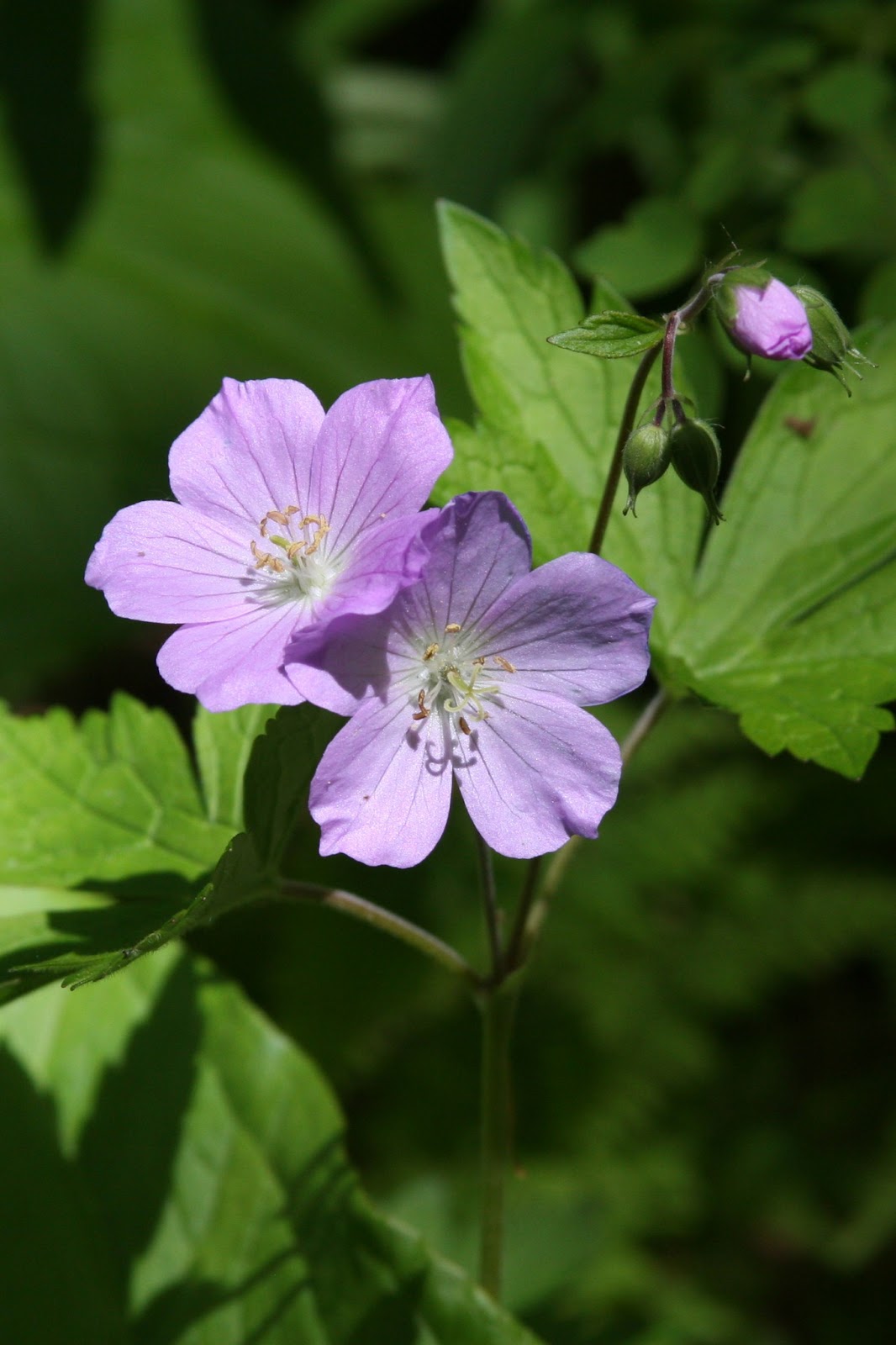 Isabella Conservation District Environmental Education Program: Mid ...