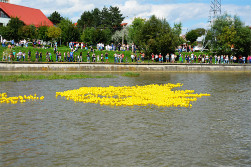 Rubber ducks floating on the river
