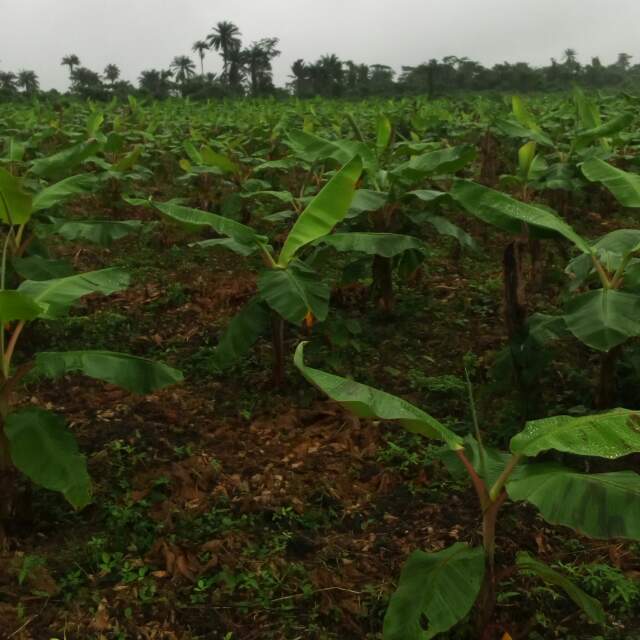 Plantain Suckers Cost of setting up plantain plantations on one acre