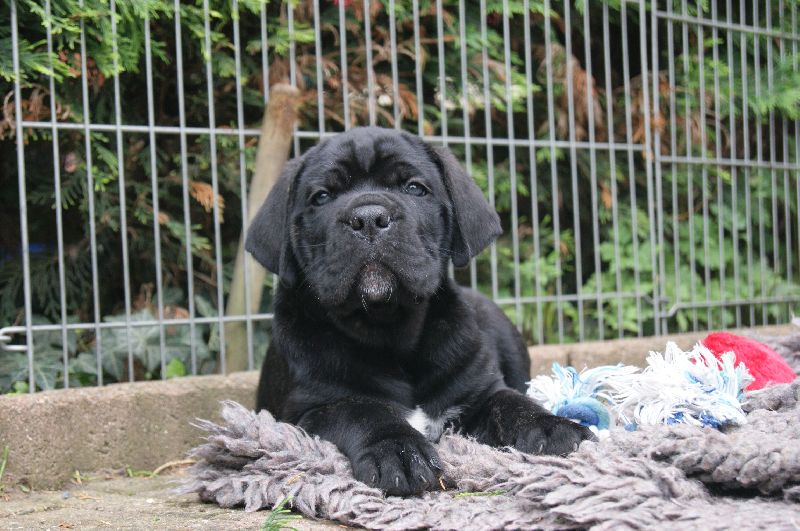 satilikcanecorso blogspot com