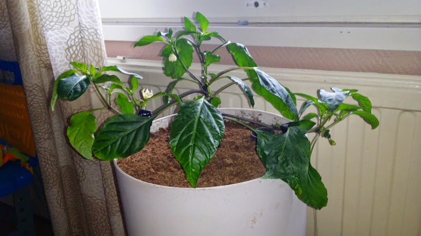 4v pikkupojan kasvattama cayenne 4v pikkupojan kasvattama cayenne