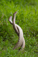 Western Diamondback snakes fighting for females