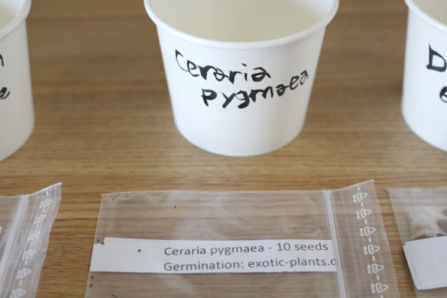 たにことたにく 塊根植物 ケラリア・ピグマエア Ceraria pygmaea コーデックス 実生  種まきの画像