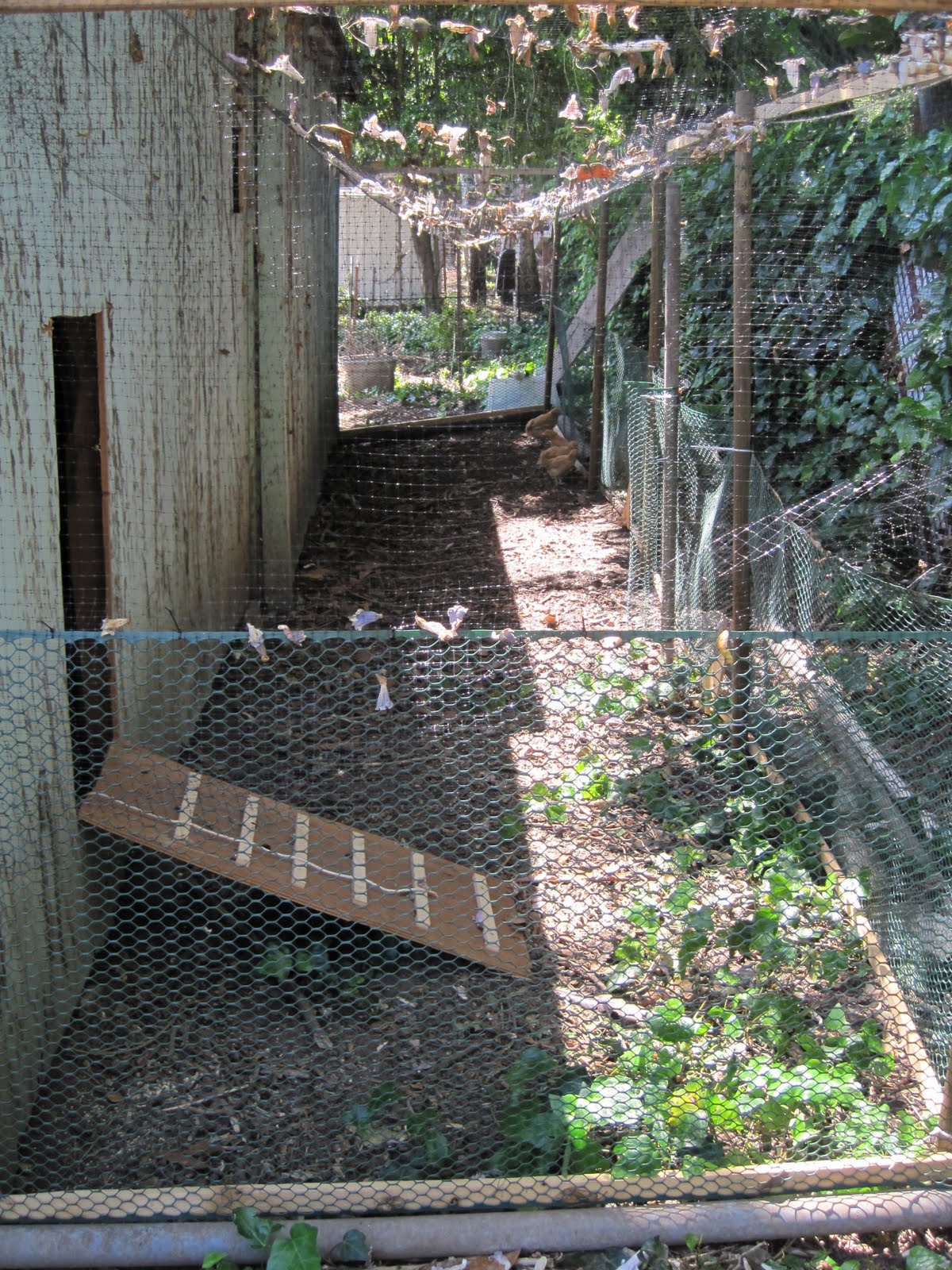 Our Adventure How to turn an old shed into a chicken coop