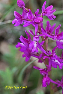 Orchis x penzigina