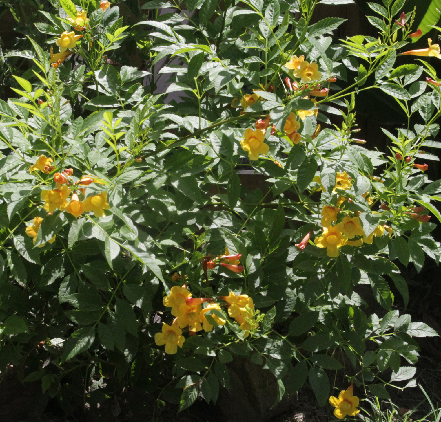 The Nature of Things Esperanza Hope for the summer garden